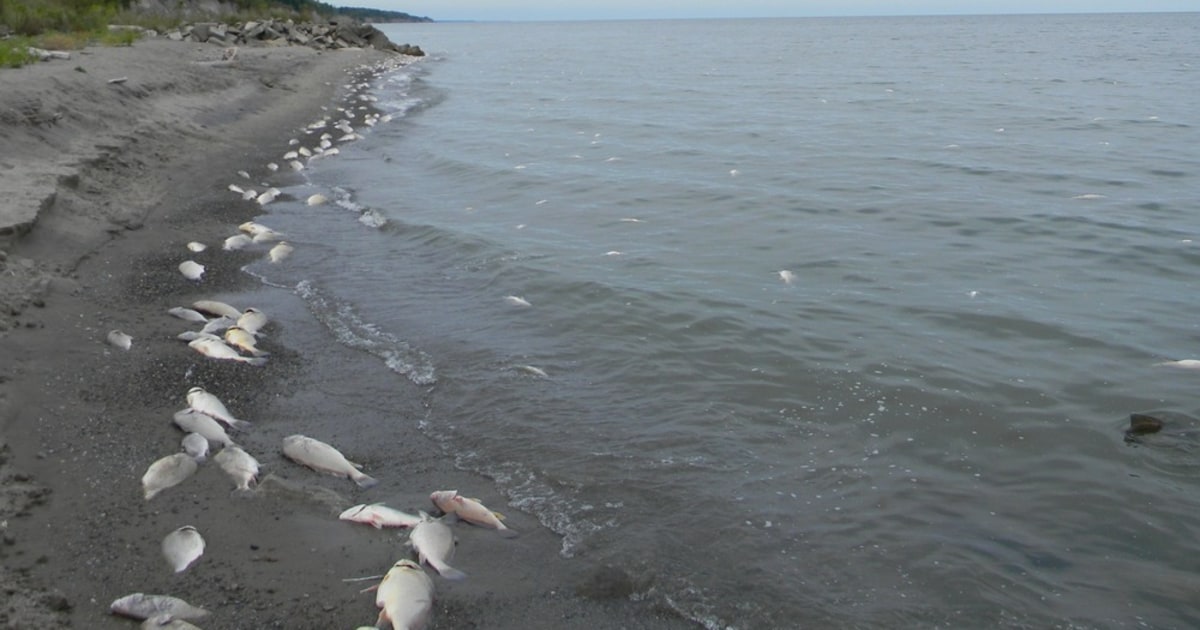 Tens of thousands of fish die in Lake Erie; lack of oxygen cited