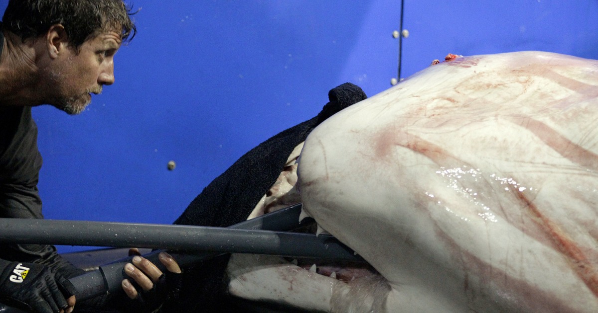 Catch and Release - Researchers tag great white sharks off Cape Cod