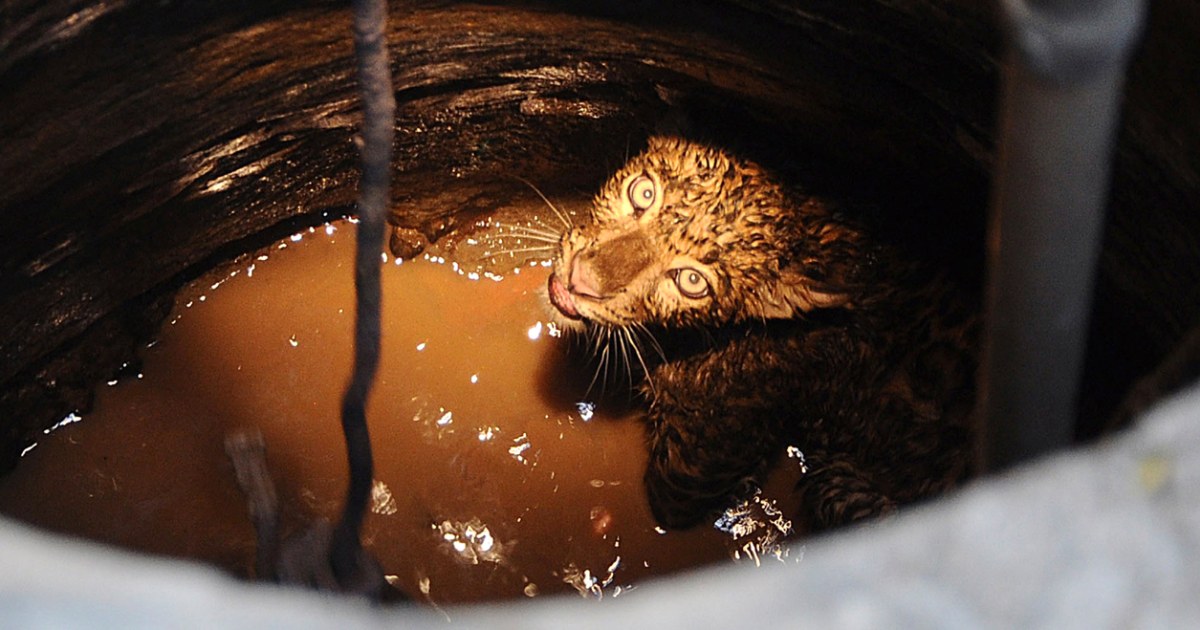 Leopard Falling Leopard gets a dunking after falling down well