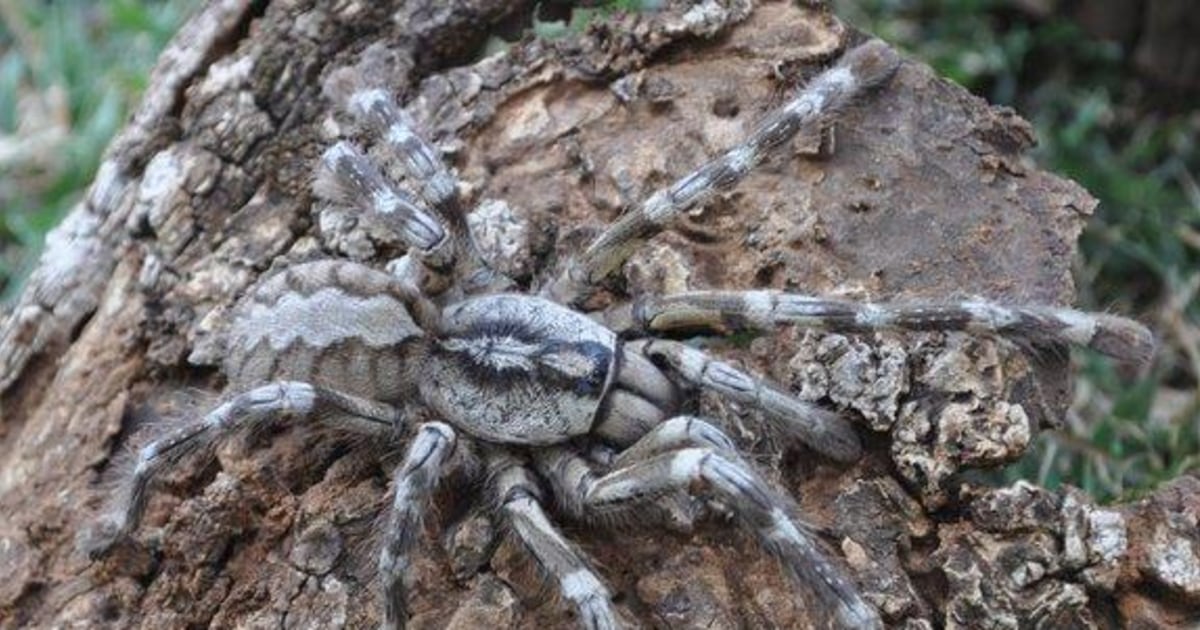 Meet 5 of the Biggest Spiders in the World