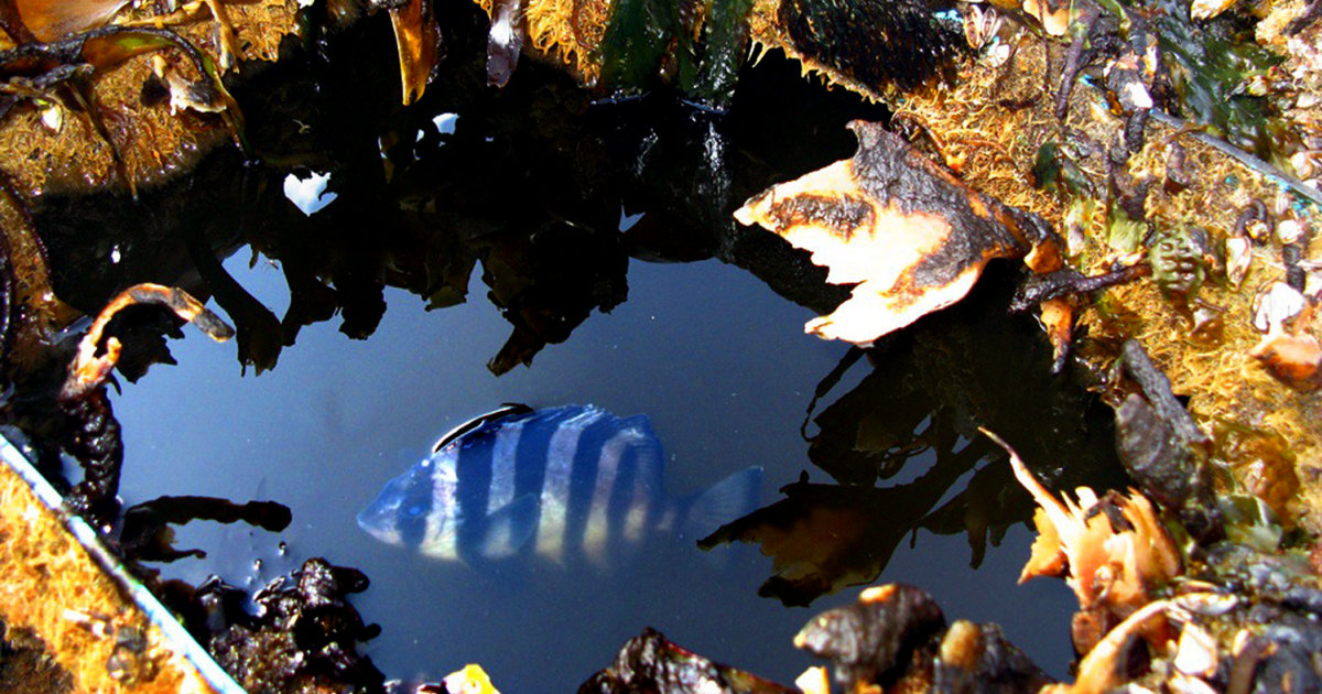 Fish hitches ride on 2011 tsunami debris, arrives in Washington state