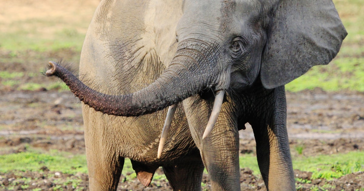 Activists: Elephant meat sold openly amid 'extensive' slaughter in ...