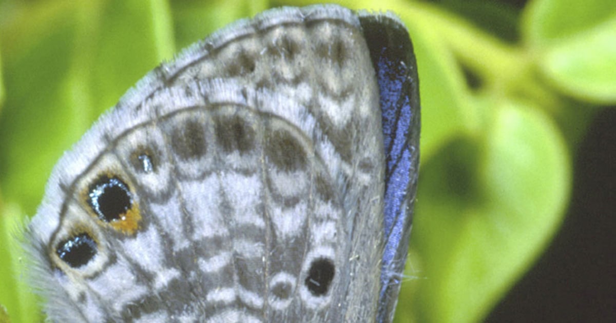 Three types of butterflies native to south Florida have gone extinct