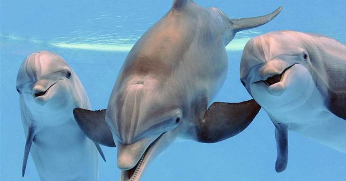 Dolphins know more, and remember more, than we thought