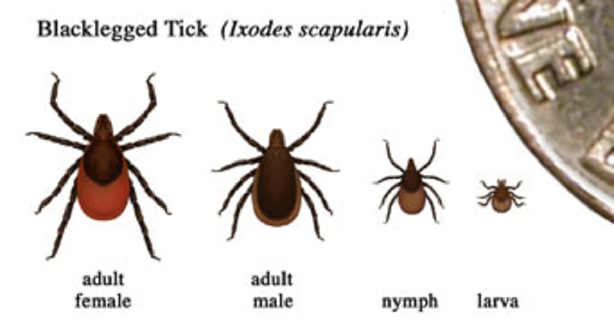 tick life cycle cdc