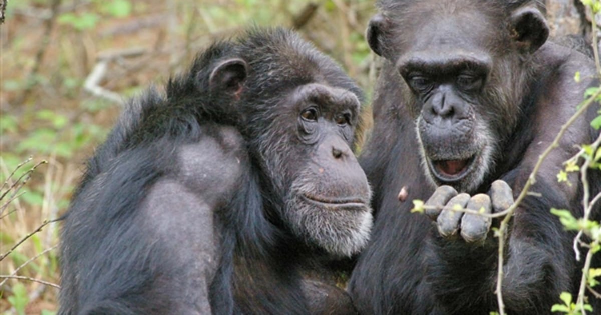 Chimps suffer same heart disease that kills young human athletes