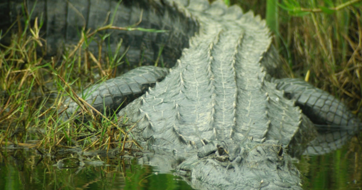 Crocodiles and alligators like to chomp down on ... fruit