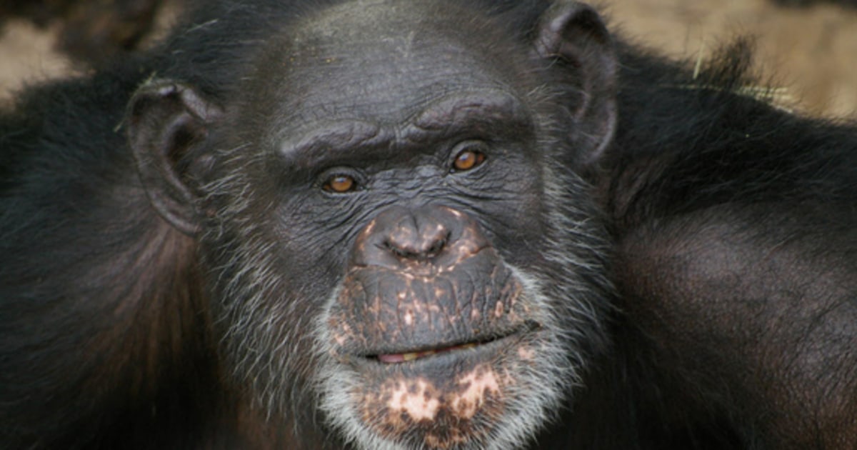 This chimp has the painting contest licked: He paints with his tongue