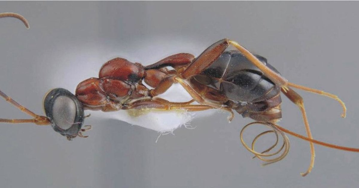 Anthopterus wardii 挿し木2 Anthopterus wardii 挿し木2