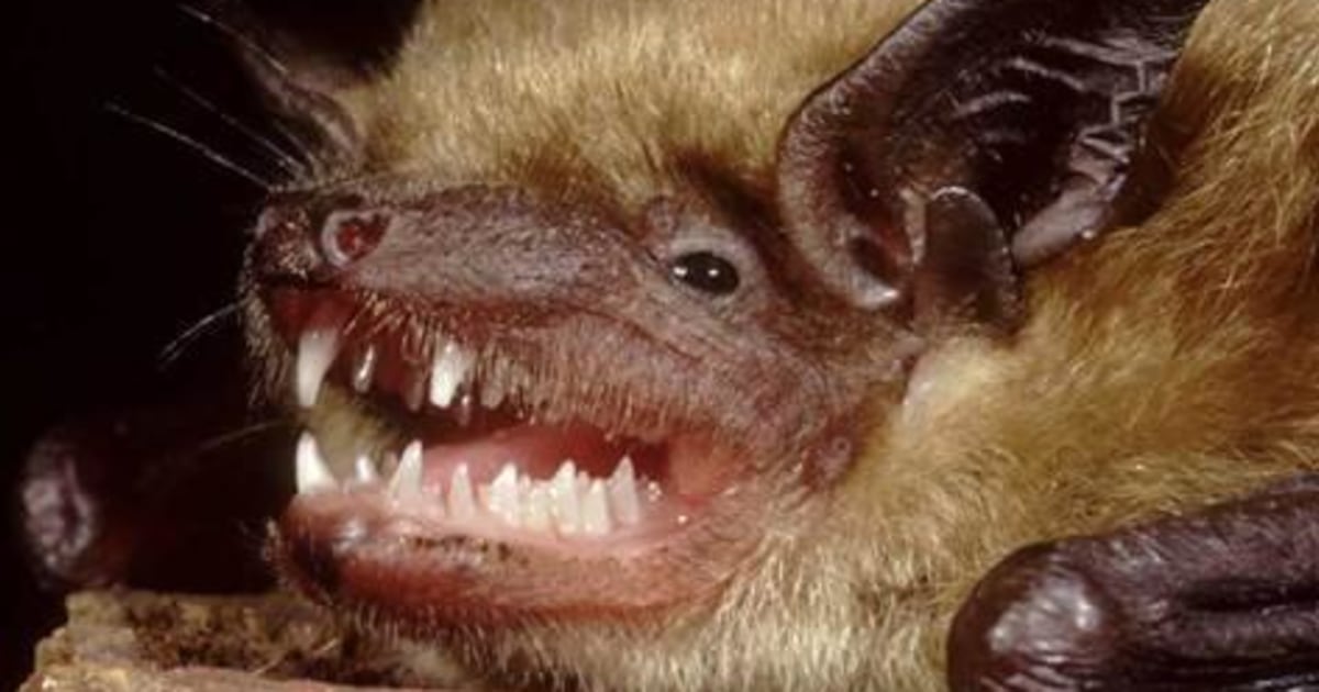 Bats host more than 60 human-infecting viruses