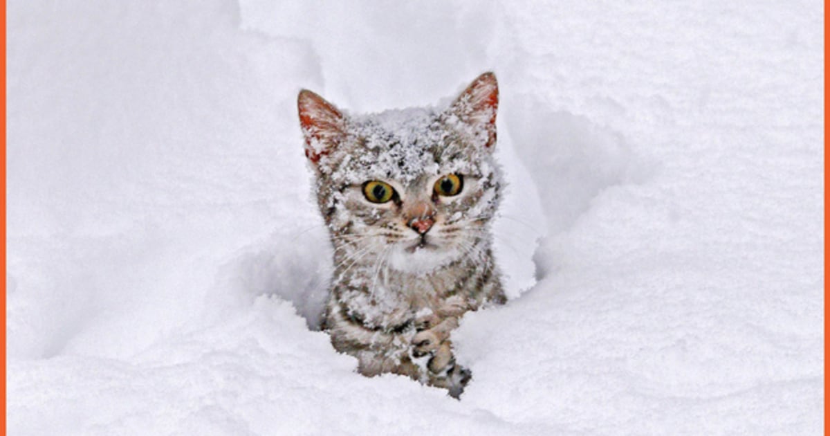 Приснился снег сугробы. Мод на реалистичный снег. Снежная версия. Собака зима февраль. Снежная версия.