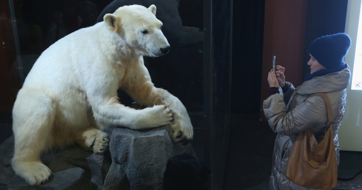 Popular polar bear Knut becomes museum display