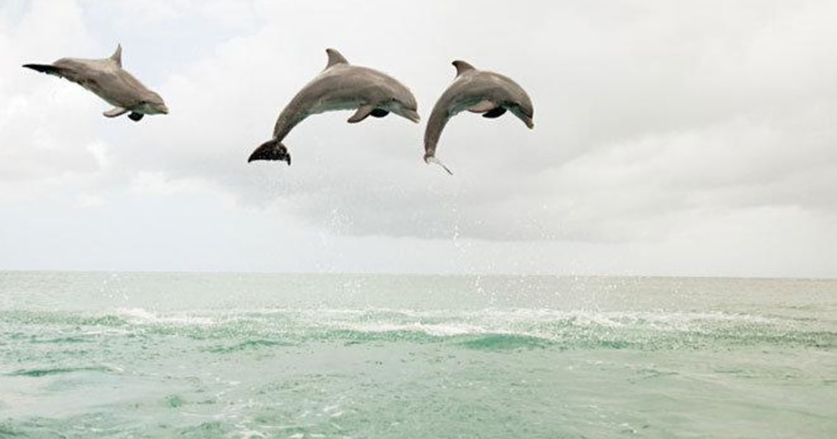 Other than humans, the dolphins are the only animals known to do this, according to the study, published in the latest Proceedings of the Royal Societ