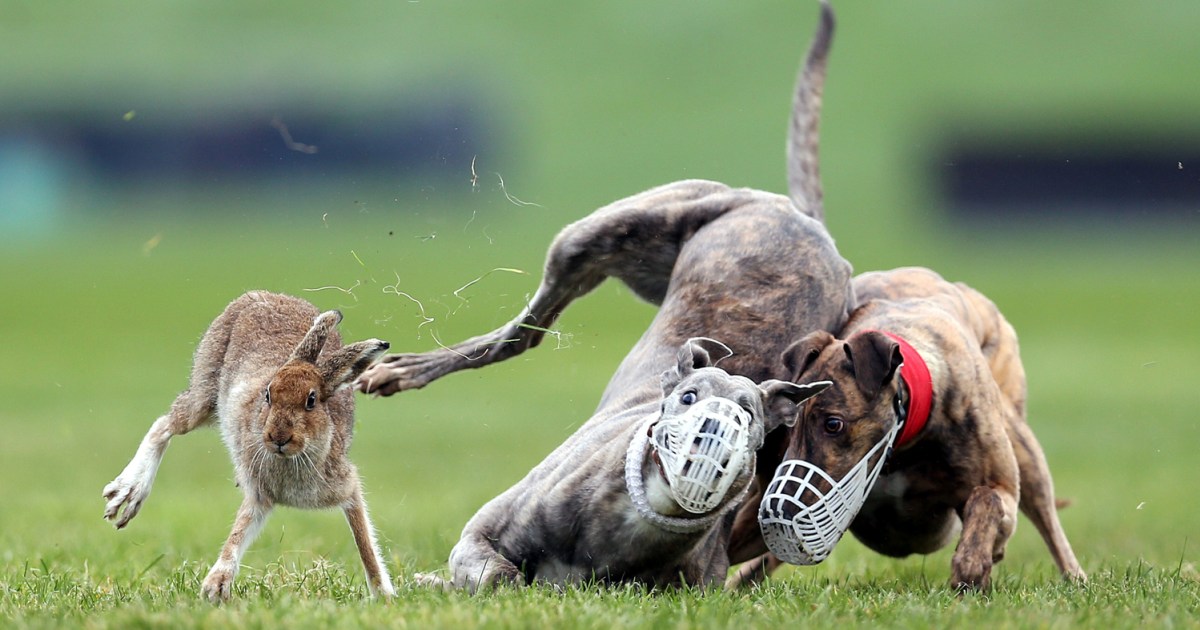 Escape by a hare A greyhound's hot pursuit