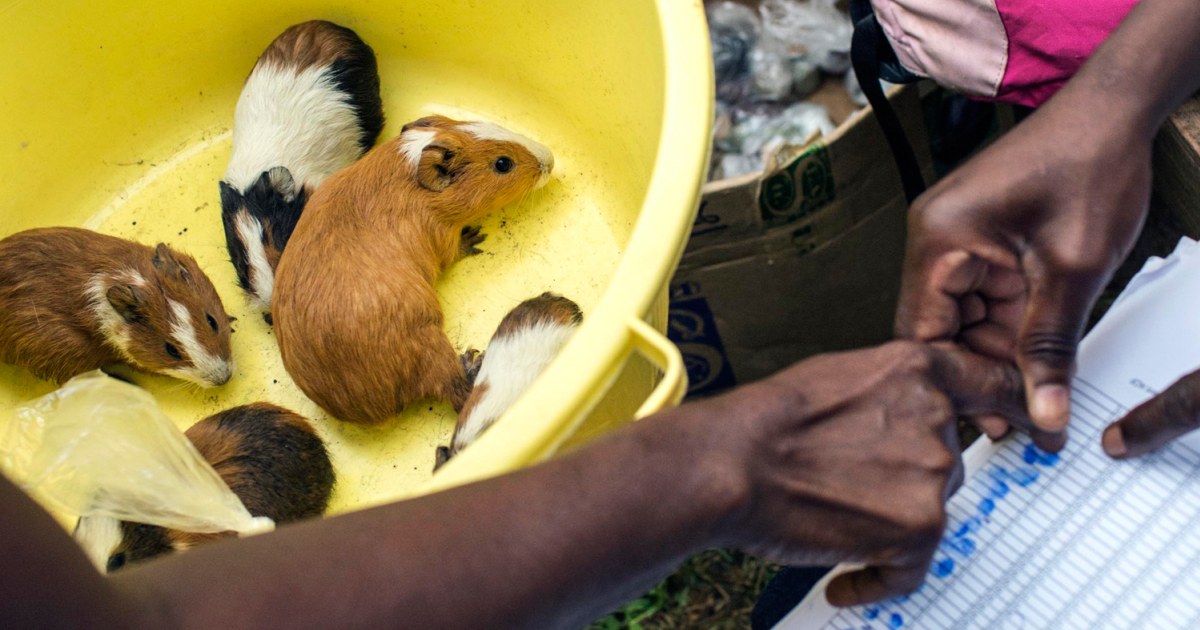 Guinea shop pig meat