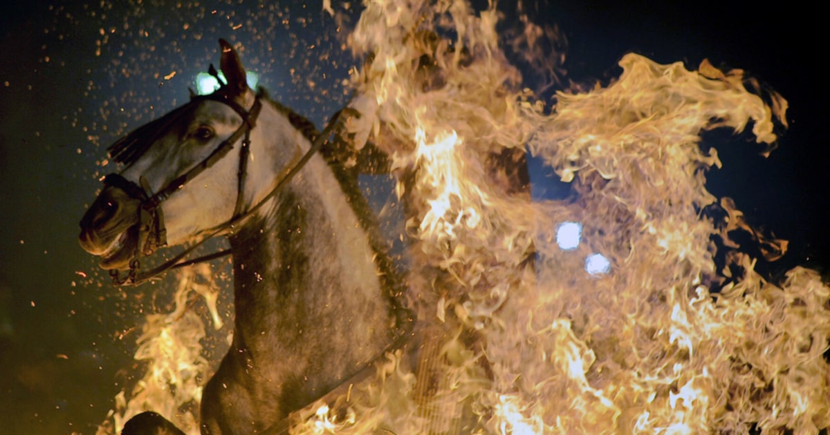 Blazing saddles in Spanish festival for patron saint of animals