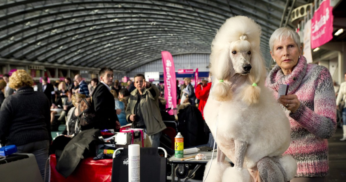 Top dogs strut their stuff at the Winner Show