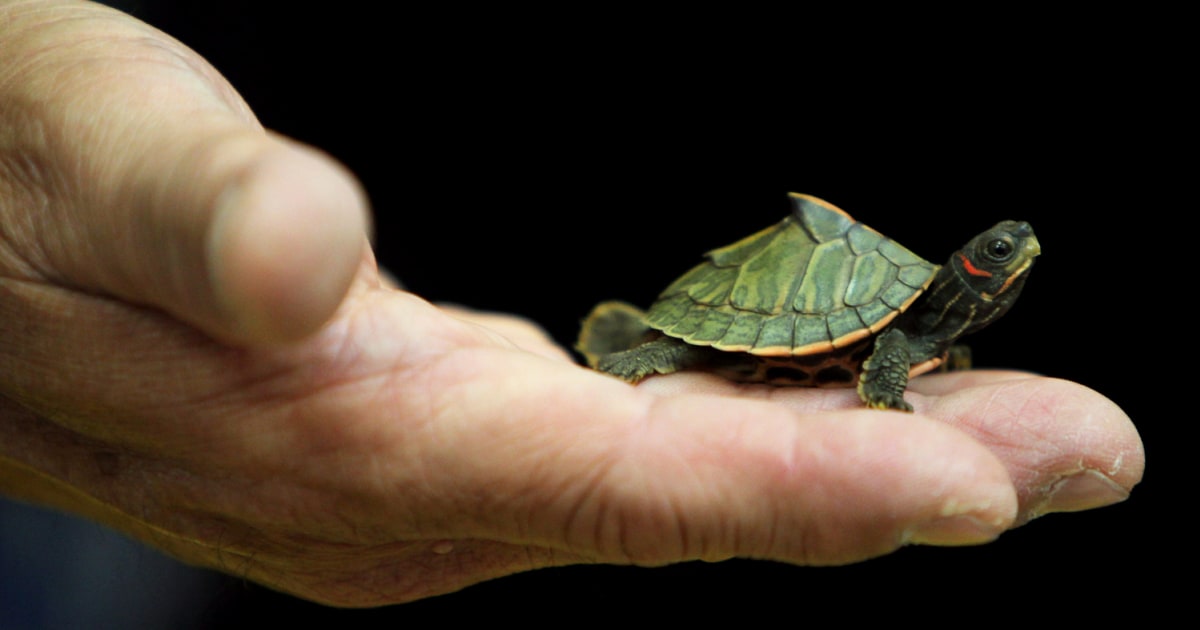 Smuggle Turtle 451 turtles rescued after being smuggled on plane