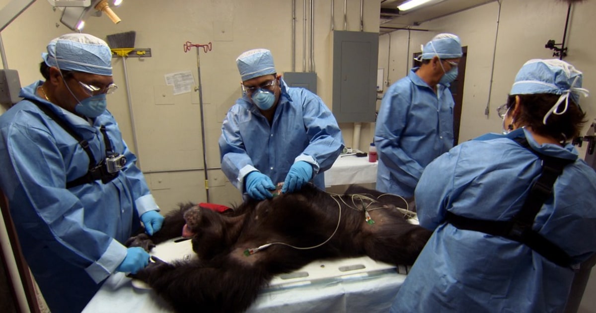 US scientists agree to retire most research chimps