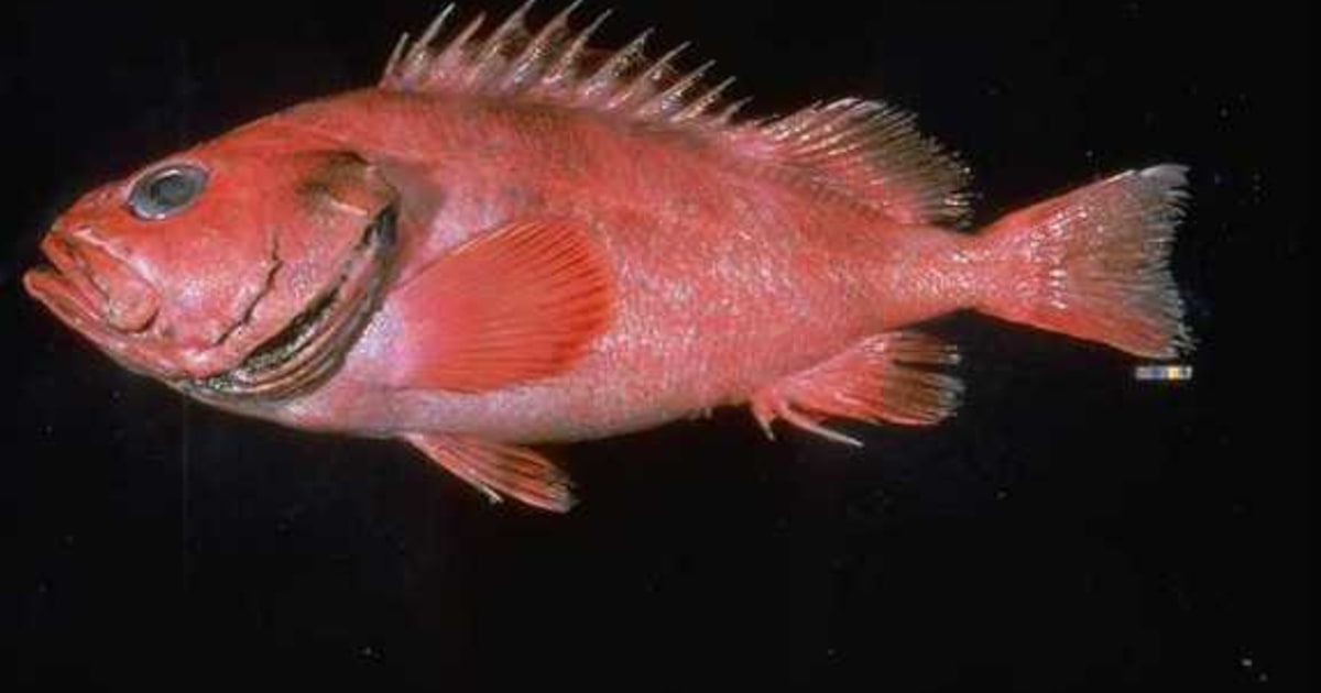 Rockfish of ages Caught off Alaska, it's 200 years old