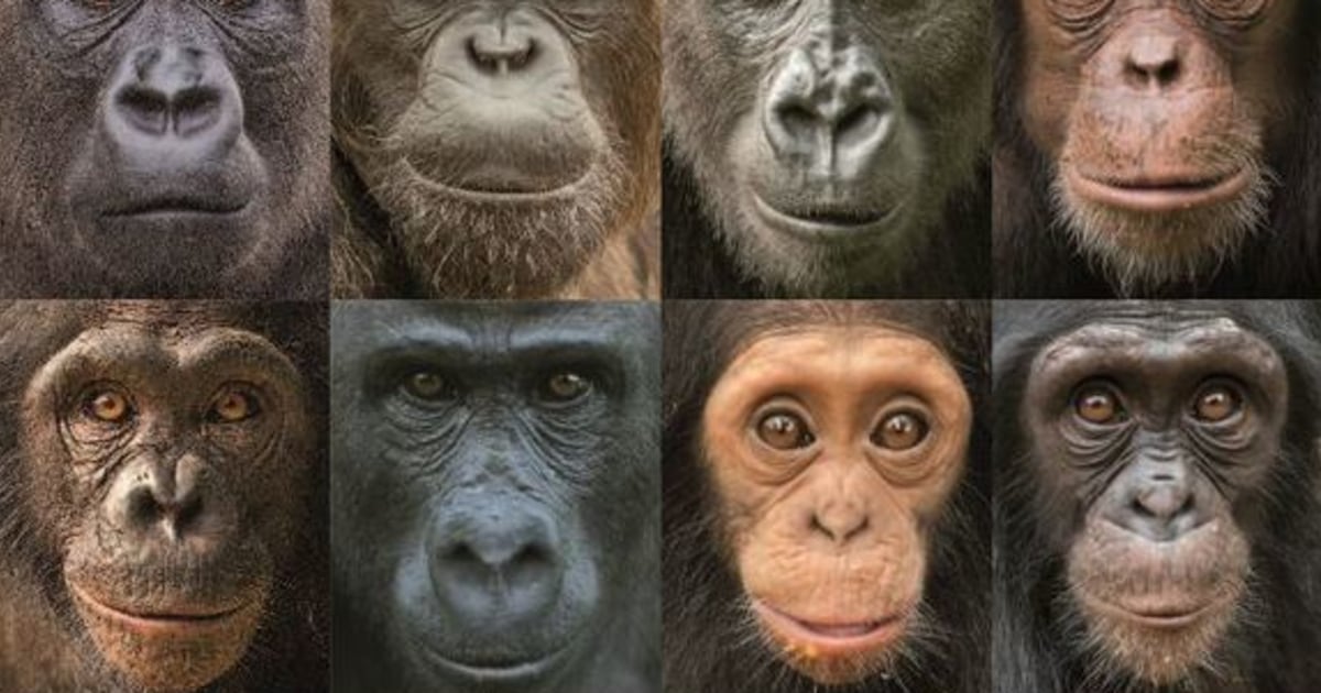 Chimp genetic history more complex than that of humans