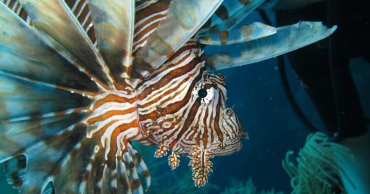 Even sharks are no match for invasive lionfish