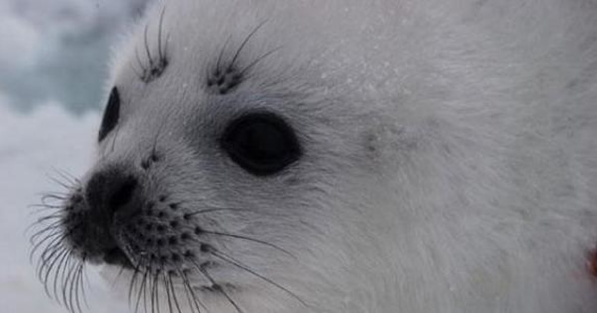 Seals stranded on US coast because of ice decline