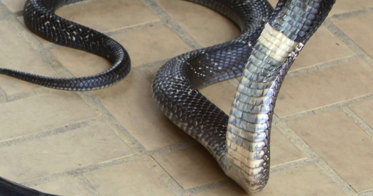 First Aid For Snakebite Could Come In A Nasal Spray Researcher Says