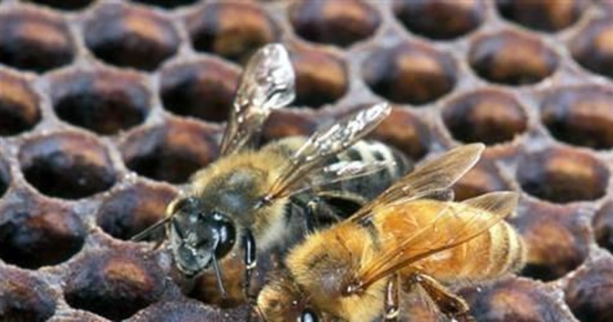 analog Finde sig i krydstogt How killer bees can kill a human