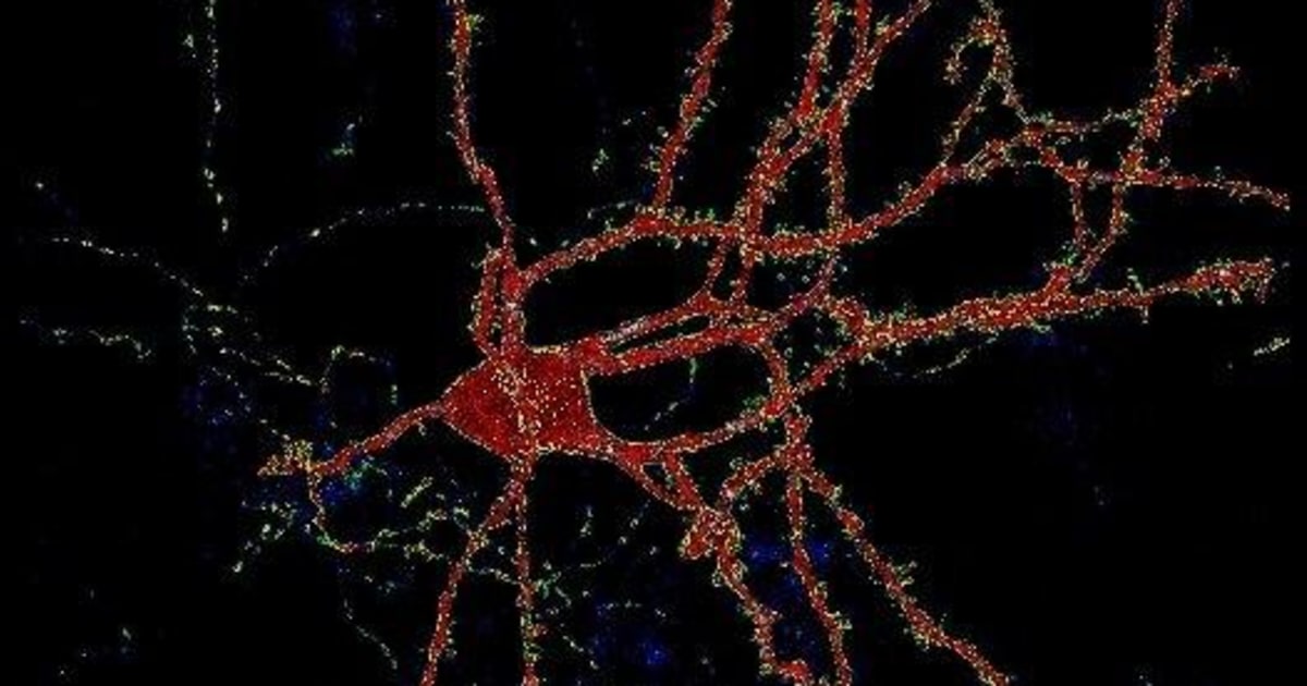 How nuclear bombs prove adults grow new brain cells