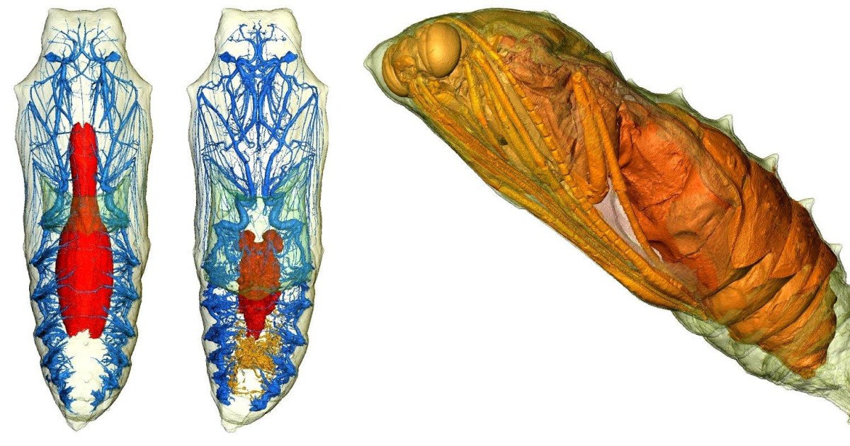 Medical scans allow stunning look at live insects