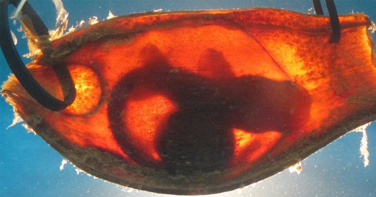 Even sharks in egg cases can detect predators' electric fields