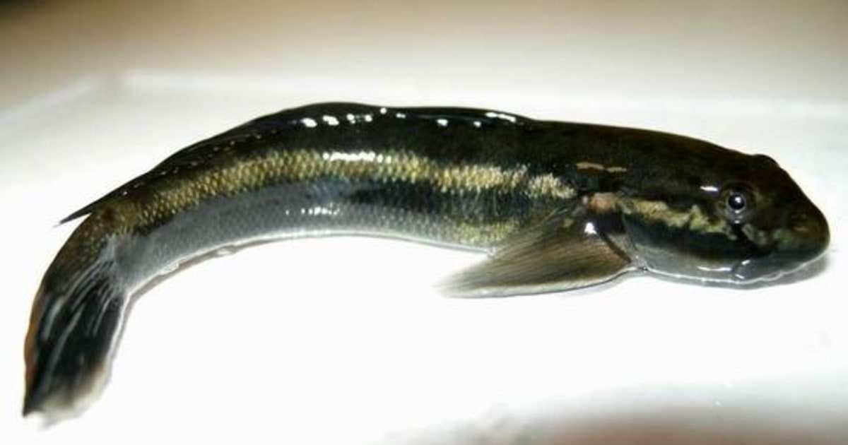 Scientists learn secret to fish's ability to climb up waterfalls