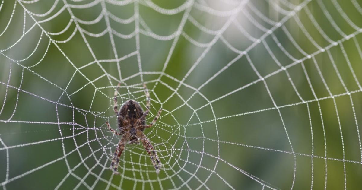 Silkworms hacked to spin spider-like silk