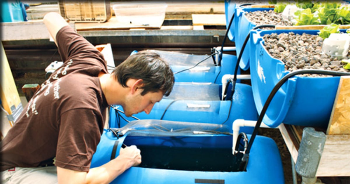 Food waste + fish poop = lettuce