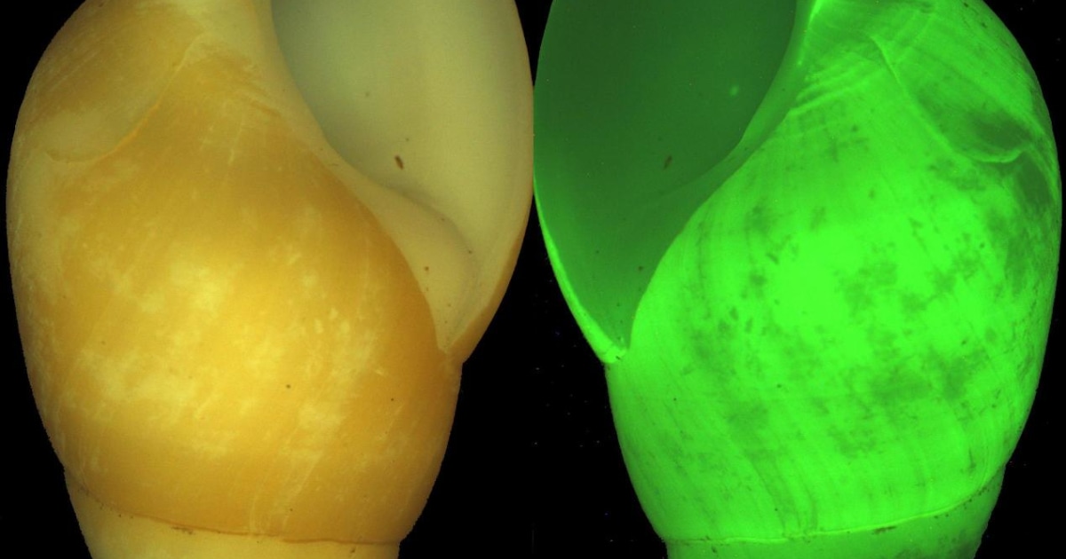 A glowing snail? Now that's scary!
