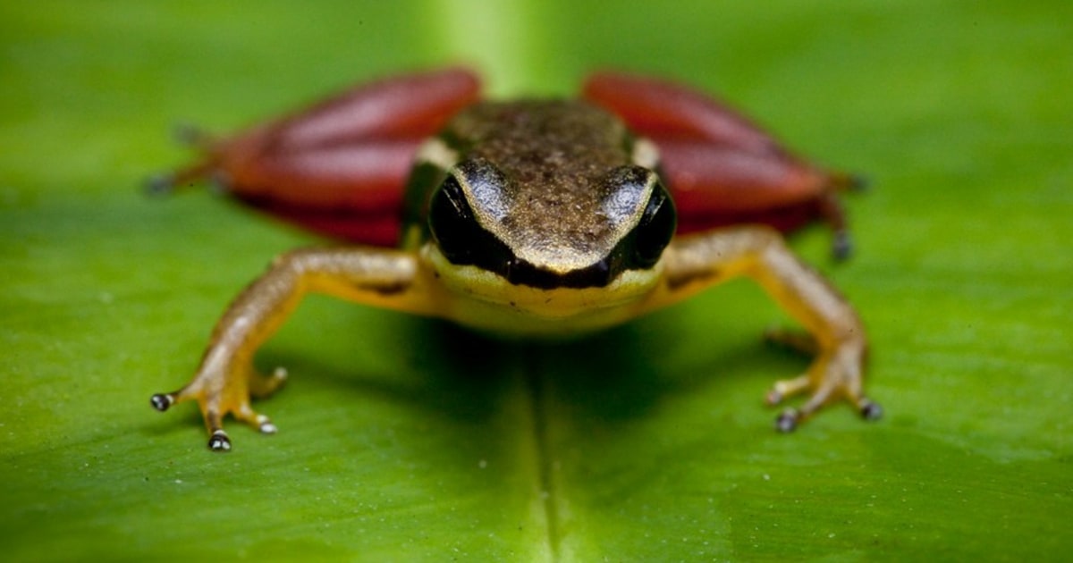 frogs leap