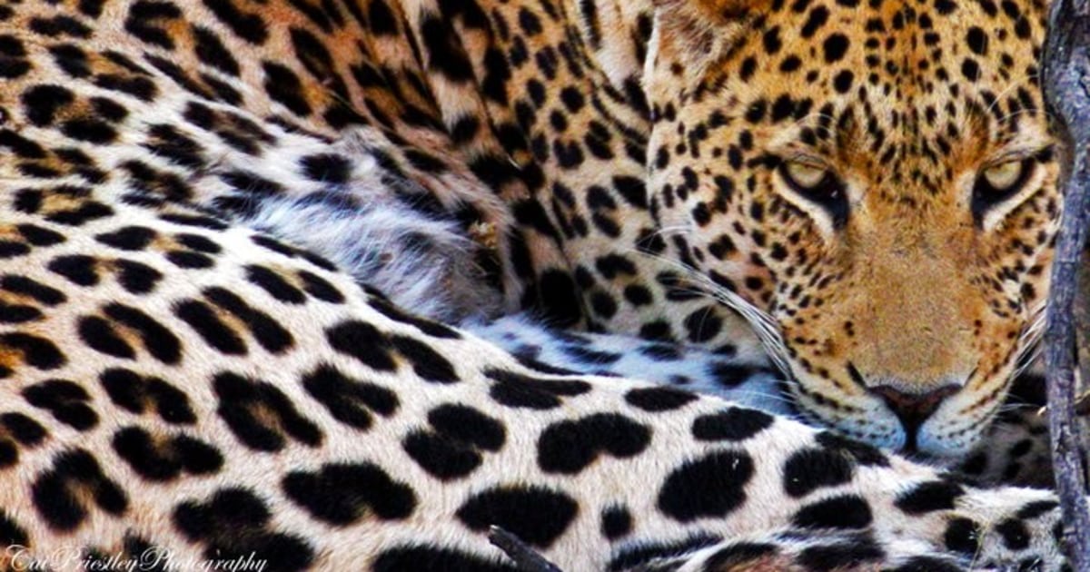 Should Leopards Be Paid for Their Spots?