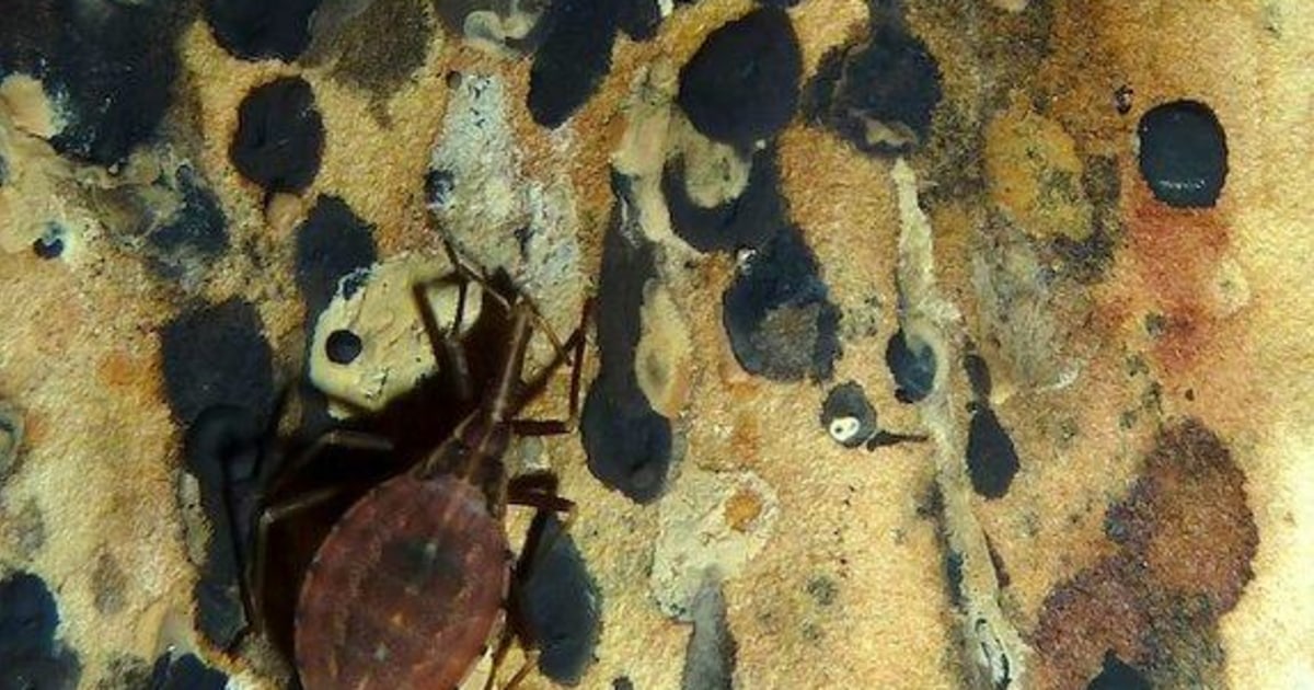Poo Winets Bug poo painting among Research as Art award winners
