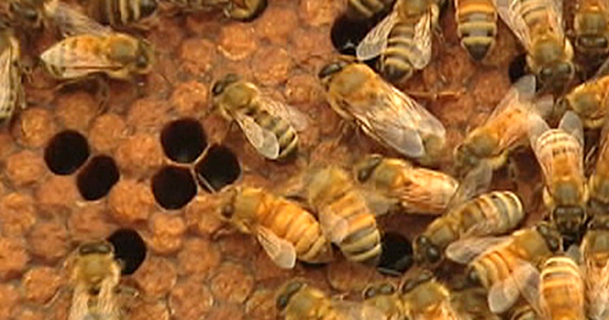 Humman Pollination 'Human pollination'? Sting operation uses social media to benefit bees