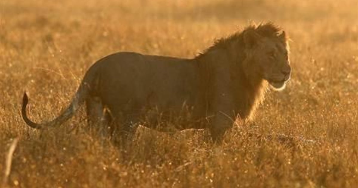 Half of Africa's lions could be gone in 40 years, conservationists warn