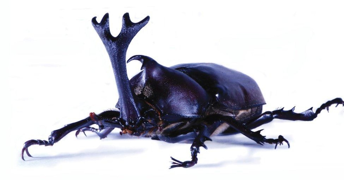 How the rhinoceros beetle got its horn