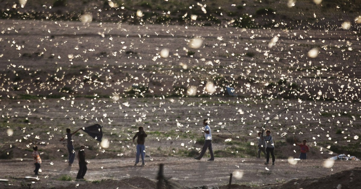 Swarming locusts descend on Israel