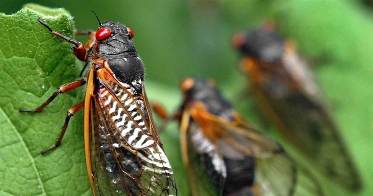 Cicadas ramping up for East Coast invasion