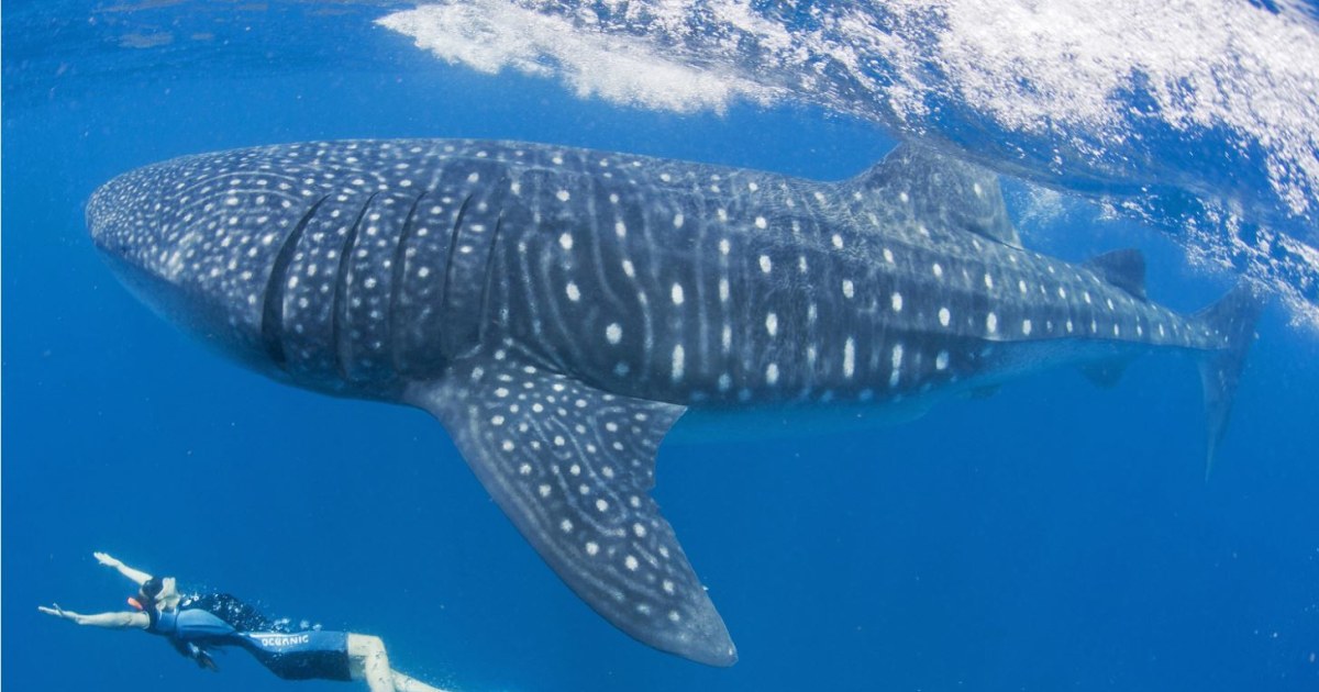 Whale Sharks  The Pew Charitable Trusts