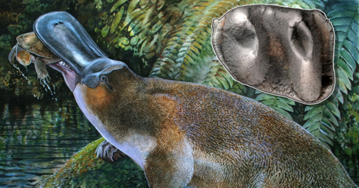 Fossil of largest platypus ever is discovered in Australia