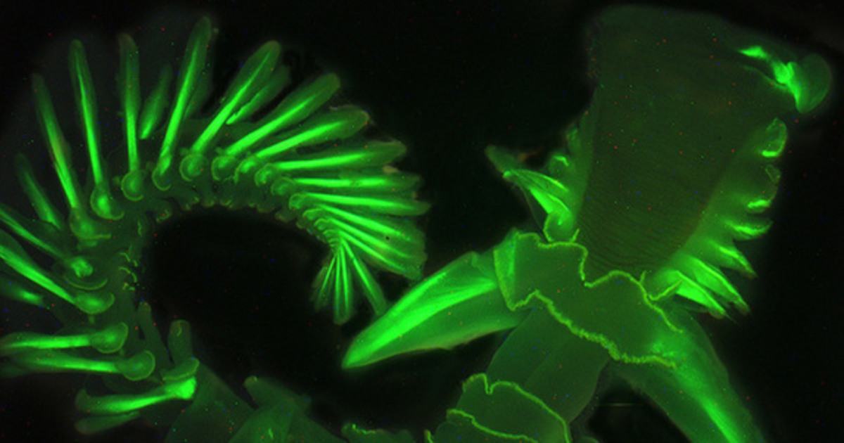 Scientists discover new bioluminescent sea worms