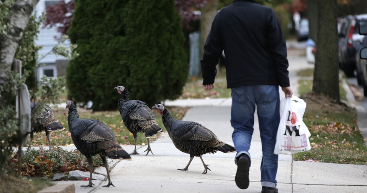 Flock of feral Turkeys causes flap in NYC
