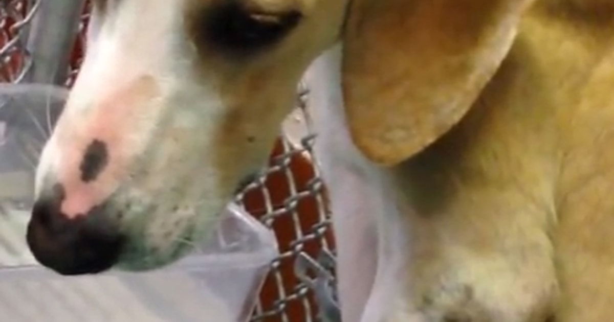 Video showing 'painful' dental surgery on dogs brings university unwanted attention