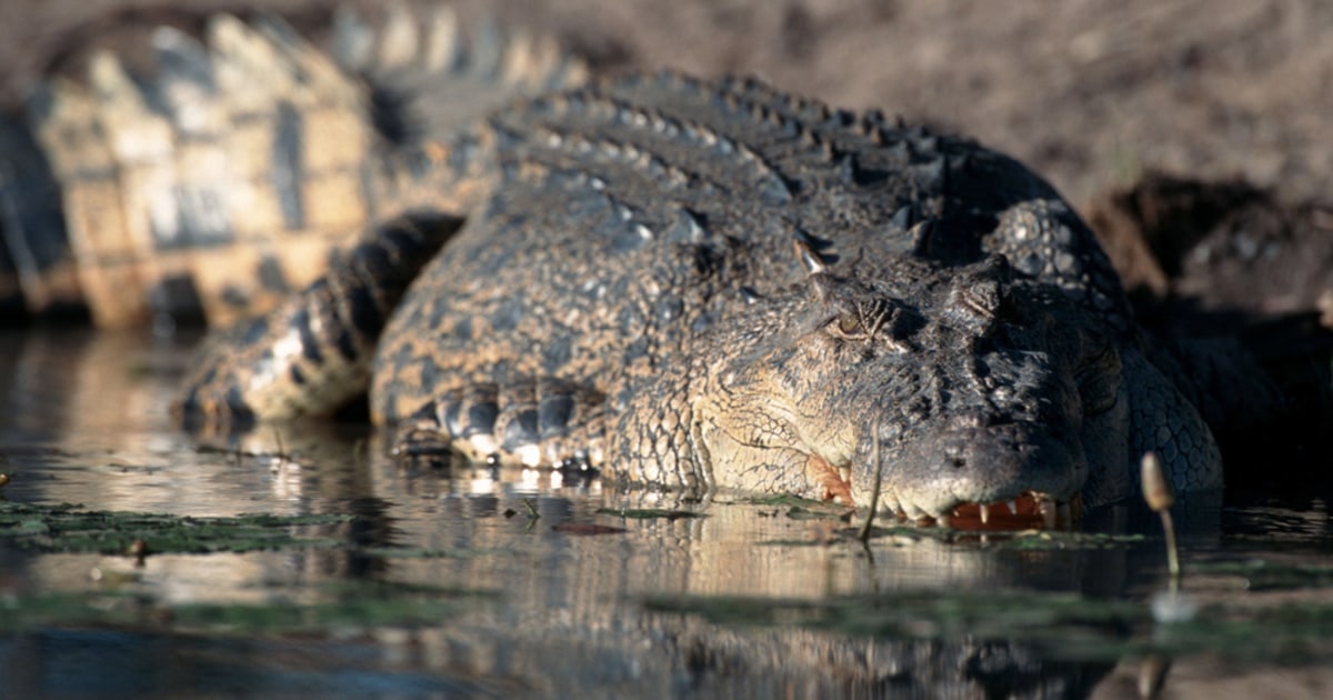 'Very, very, very large' crocodile traps tourist for two weeks on ...